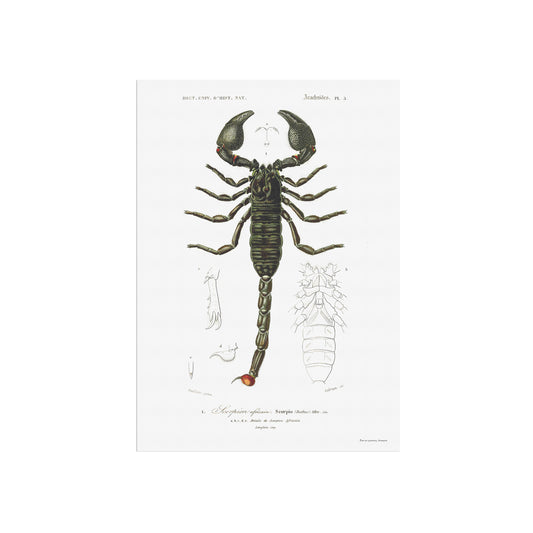 The emperor scorpion - Pandinus imperator
