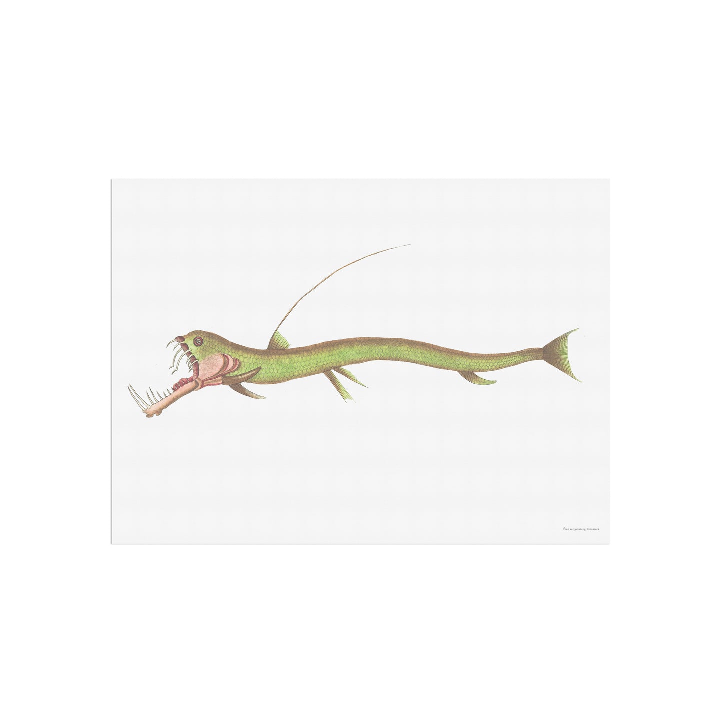 Esox Stomias Boa - scaly dragonfish