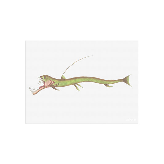 Esox Stomias Boa - scaly dragonfish