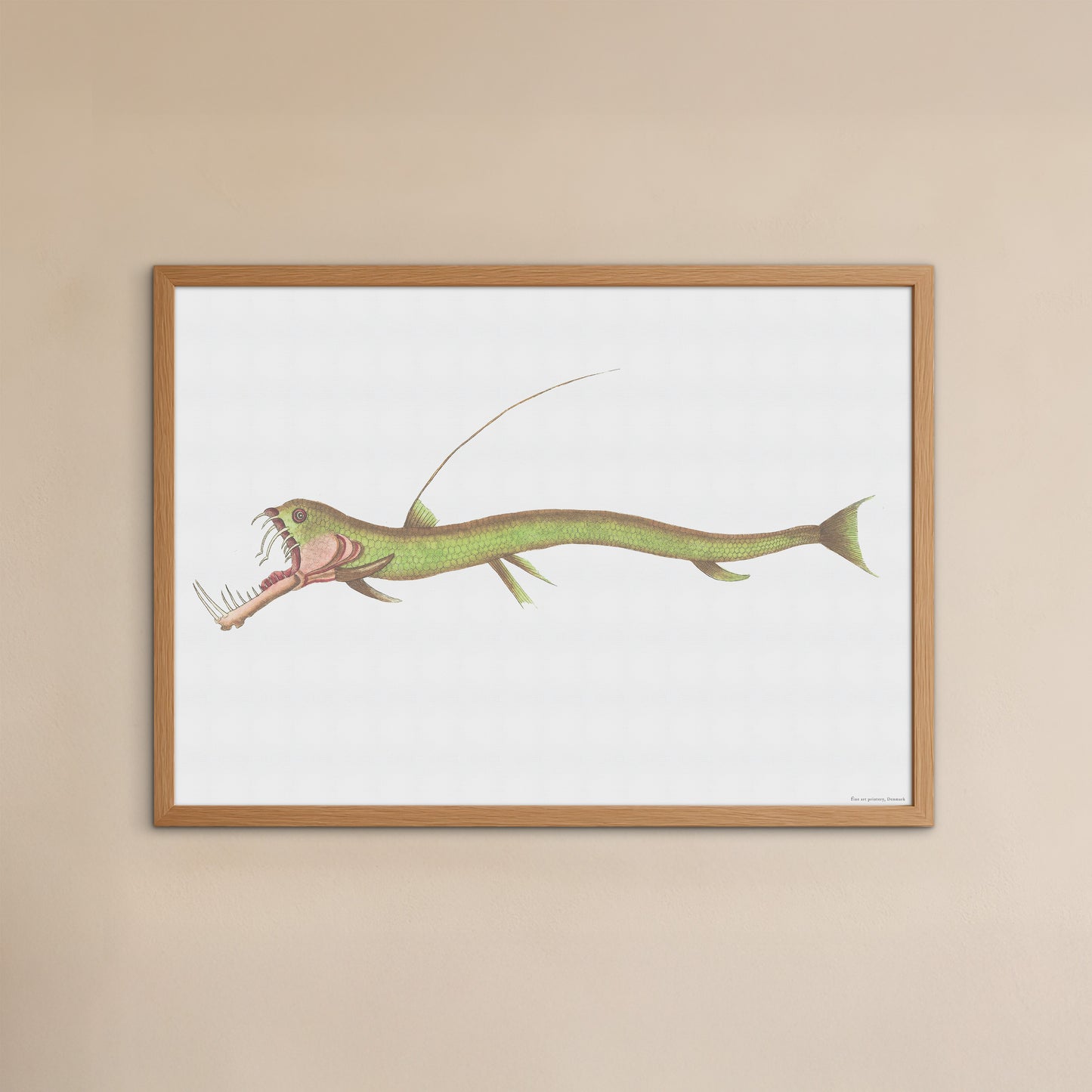 Esox Stomias Boa - scaly dragonfish