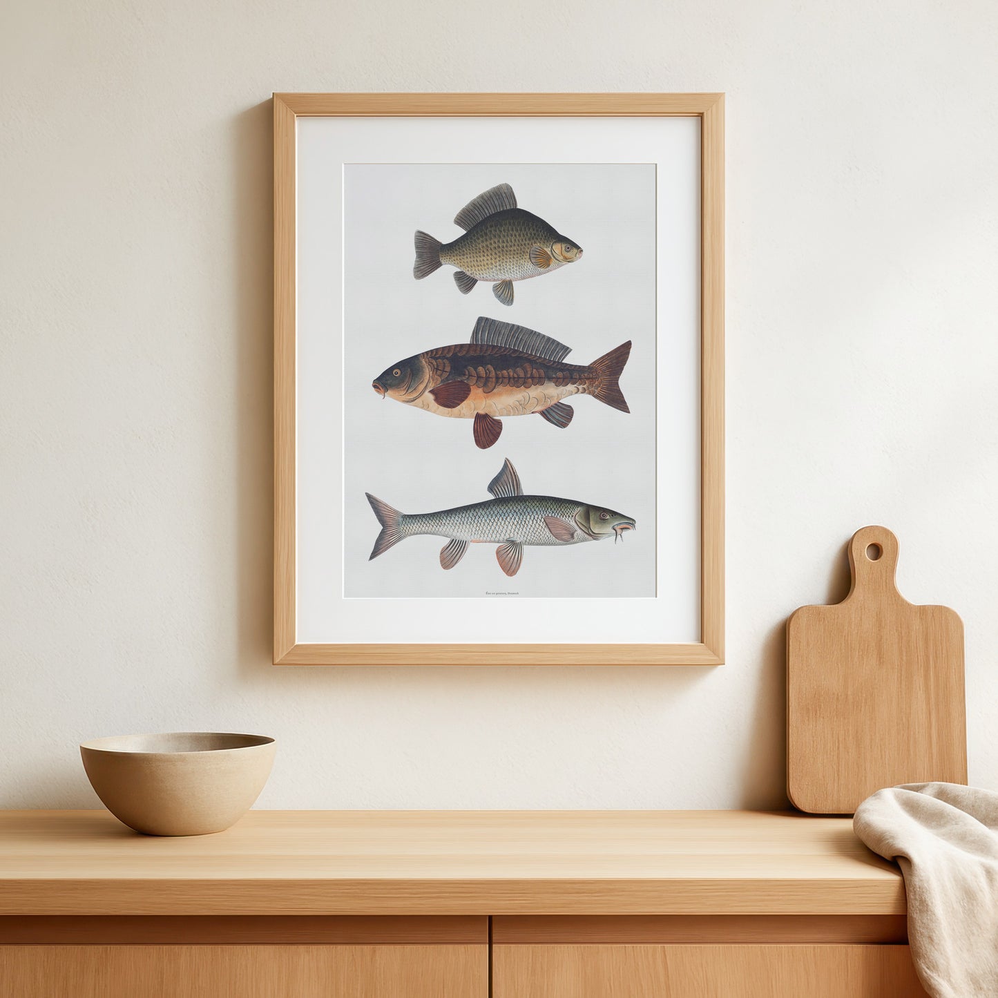 Vintage European Carp Types Poster | Carp, Carp &amp; Barbel | Bloch's Fishing Art from the 18th Century