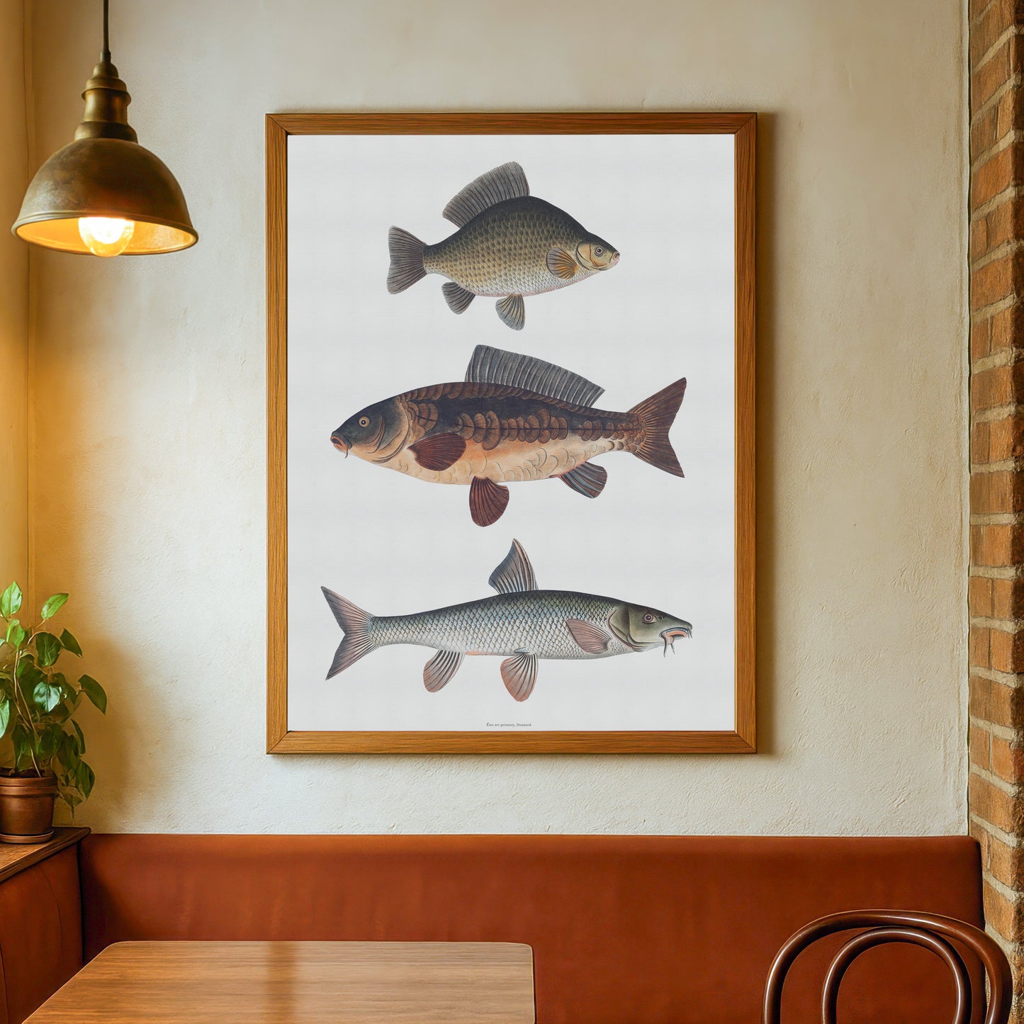 Vintage European Carp Types Poster | Carp, Carp &amp; Barbel | Bloch's Fishing Art from the 18th Century