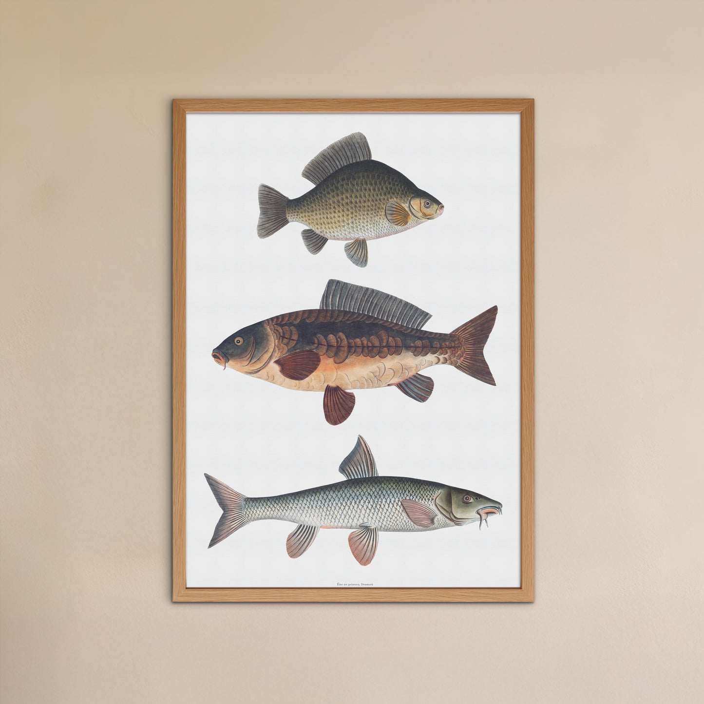 Vintage European Carp Types Poster | Carp, Carp &amp; Barbel | Bloch's Fishing Art from the 18th Century