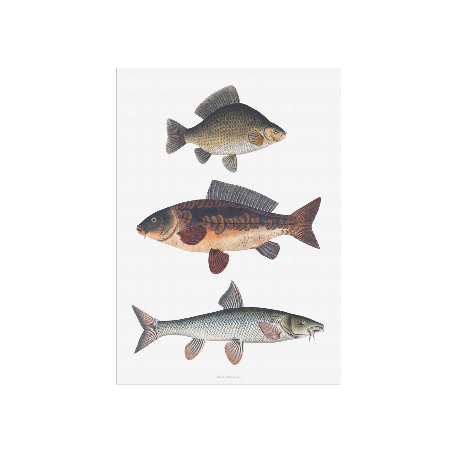Vintage European Carp Types Poster | Carp, Carp &amp; Barbel | Bloch's Fishing Art from the 18th Century