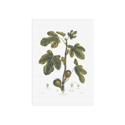 Vintage Figen Plakat - Ficus Carica fra Thorntons Botany (ca. 1807) | Botanisk Kunst