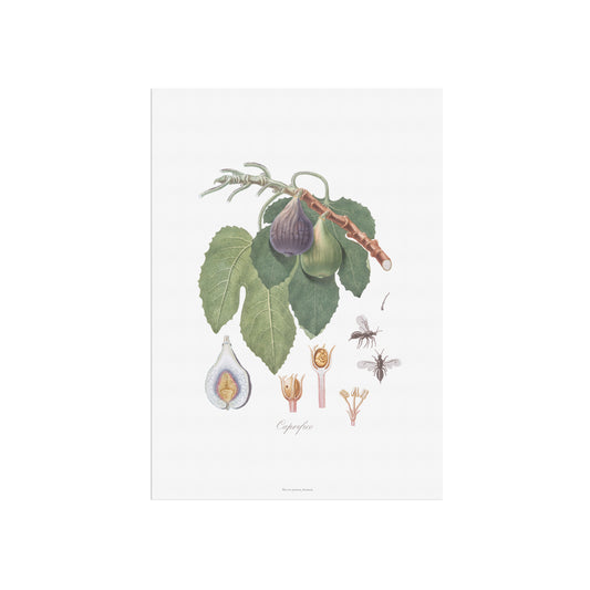 Vintage Figen Plakat - Caprifigen og Figenhveps fra Pomona Italiana (1817-1839) | Botanisk Vægkunst