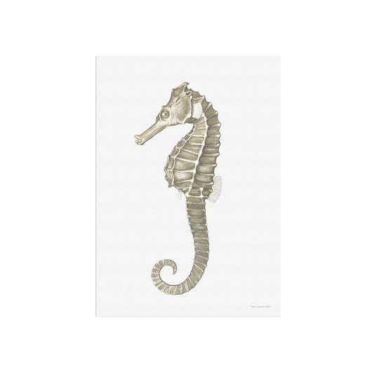 Hippocampus kuda - The seahorse