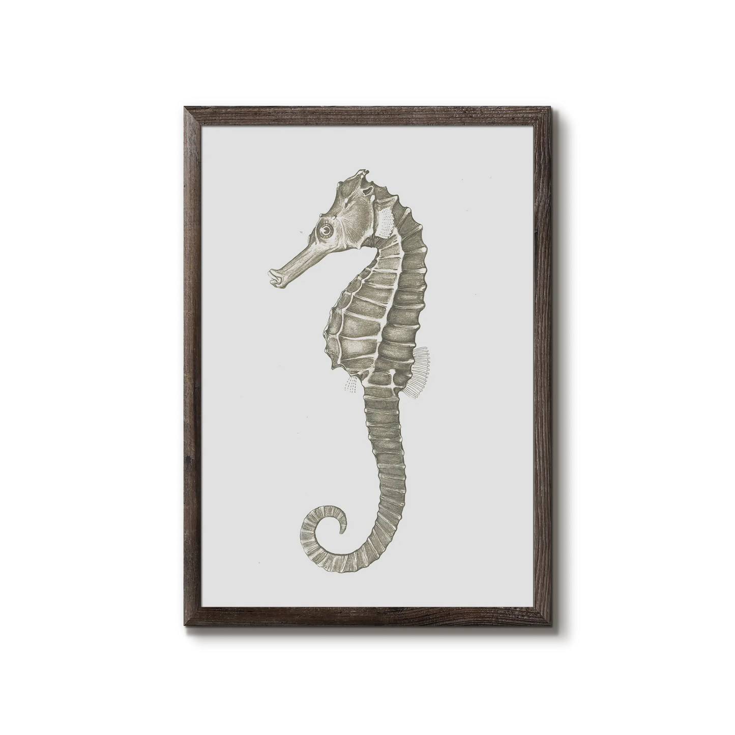 Hippocampus kuda - The seahorse