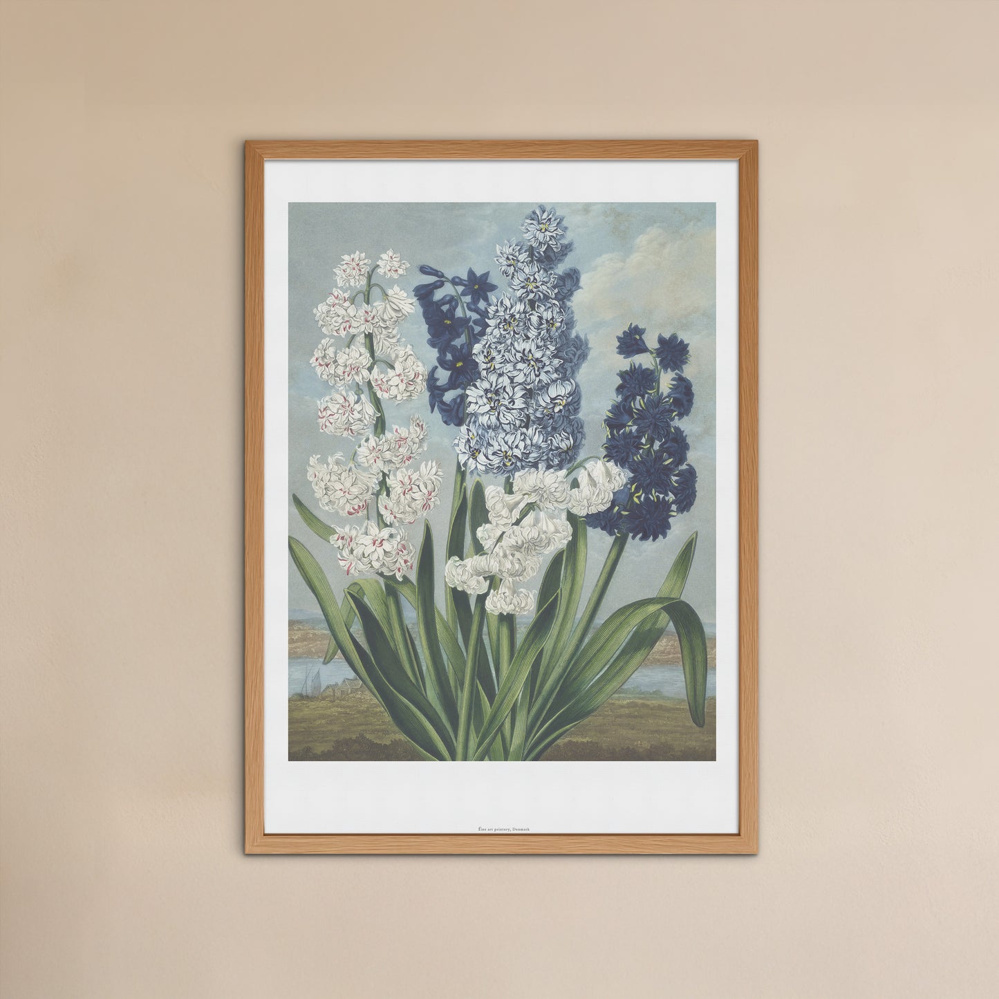 Vintage Hyacint Plakat - Hyacinths from The Temple of Flora (1837) | Robert John Thornton