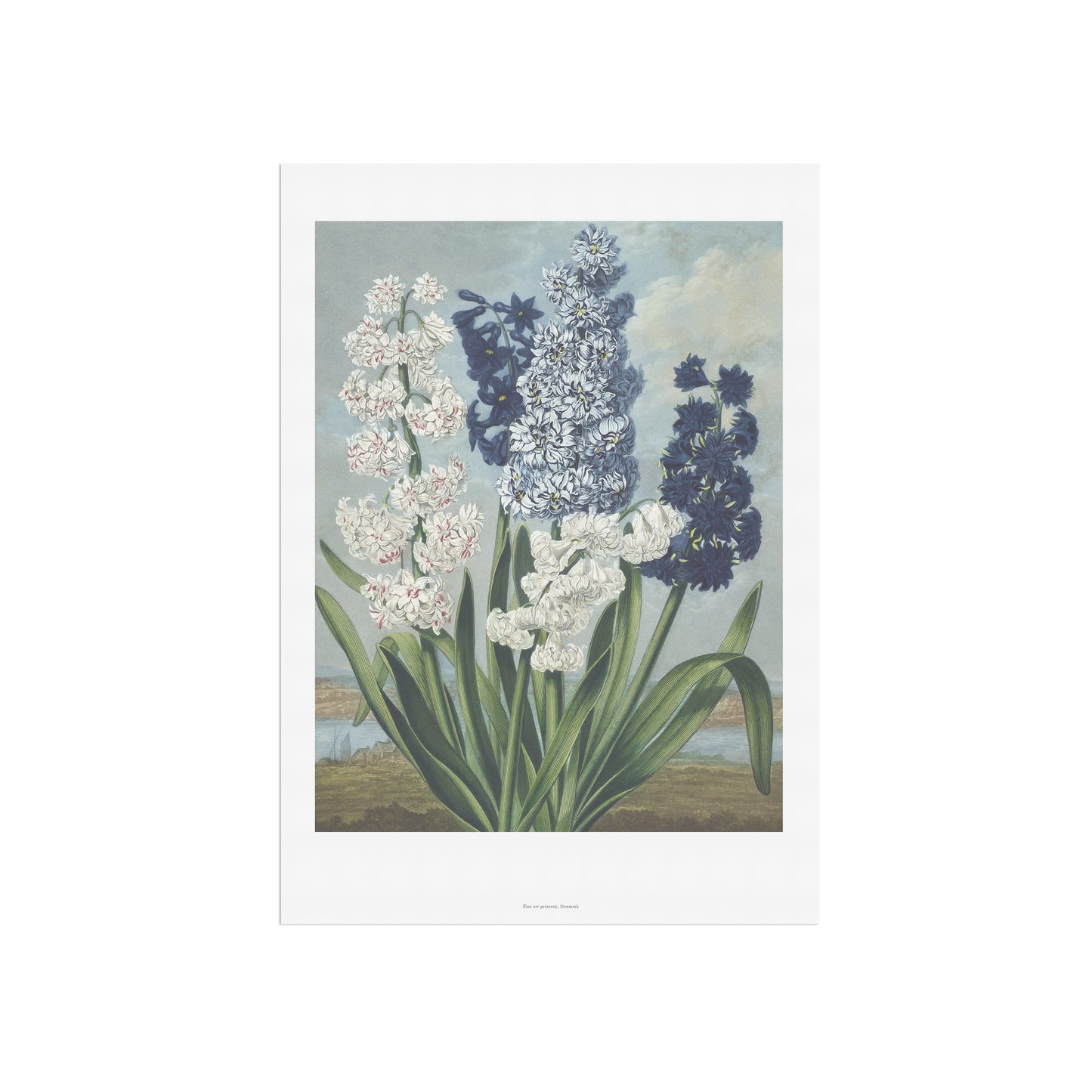 Vintage Hyacint Plakat - Hyacinths from The Temple of Flora (1837) | Robert John Thornton