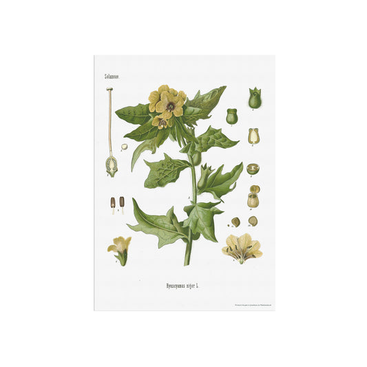 Henbane from Köhler's Medizinal-Pflanzen / Hyoscyamus niger