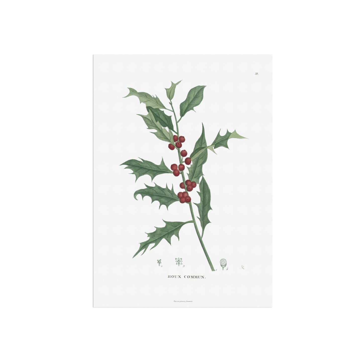 Botanisk Plakat - Kristtorn (Ilex aquifolium) - Fra 1824