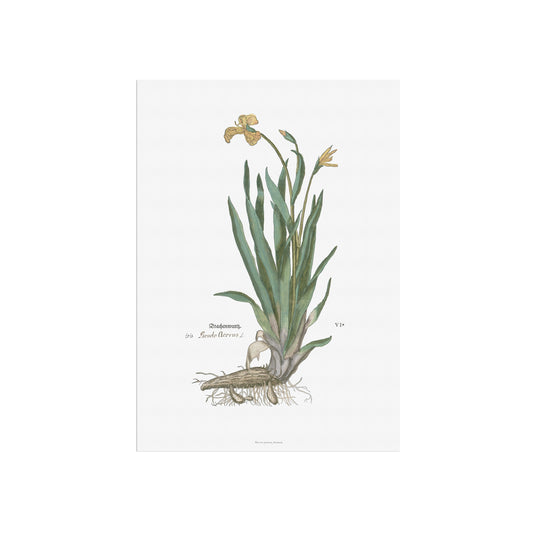 Botanisk Plakat - Gul Iris (Iris pseudacorus) - Vintage Illustration fra 1543