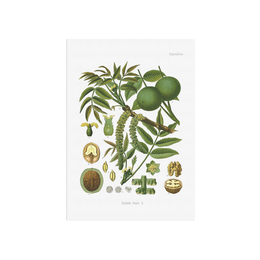 Walnut from Köhler's Medizinal-Pflanzen / Juglans regia