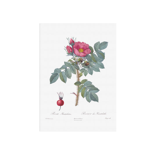 Vintage Kamtschatka Rose Plakat - Rosier de Kamtschatka | Pierre-Joseph Redouté Botanisk Kunst