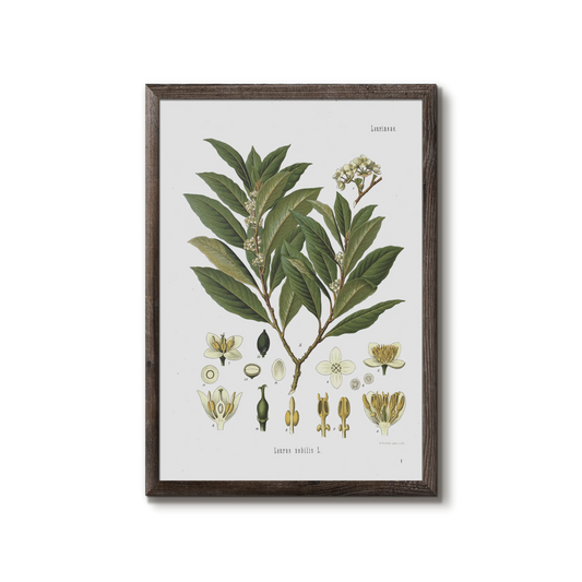 laurbærplante fra Köhler's Medizinal-Pflanzen / Laurus nobilis