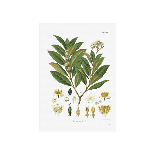 laurel plant from Köhler's Medicinal Plants / Laurus nobilis