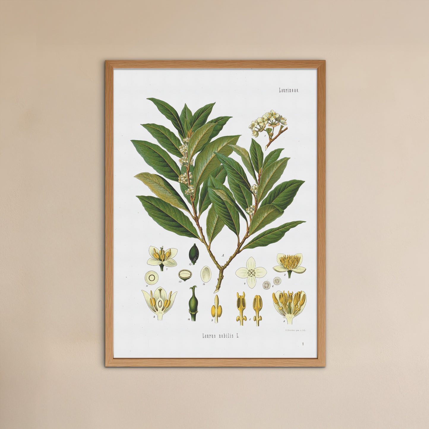 laurbærplante fra Köhler's Medizinal-Pflanzen / Laurus nobilis