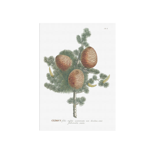 Cedar of Lebanon (Cedrus libani)
