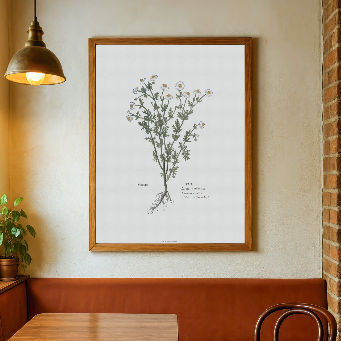 Botanisk Plakat - Kamille (Matricaria chamomilla) - Leonhart Fuchs (1543)