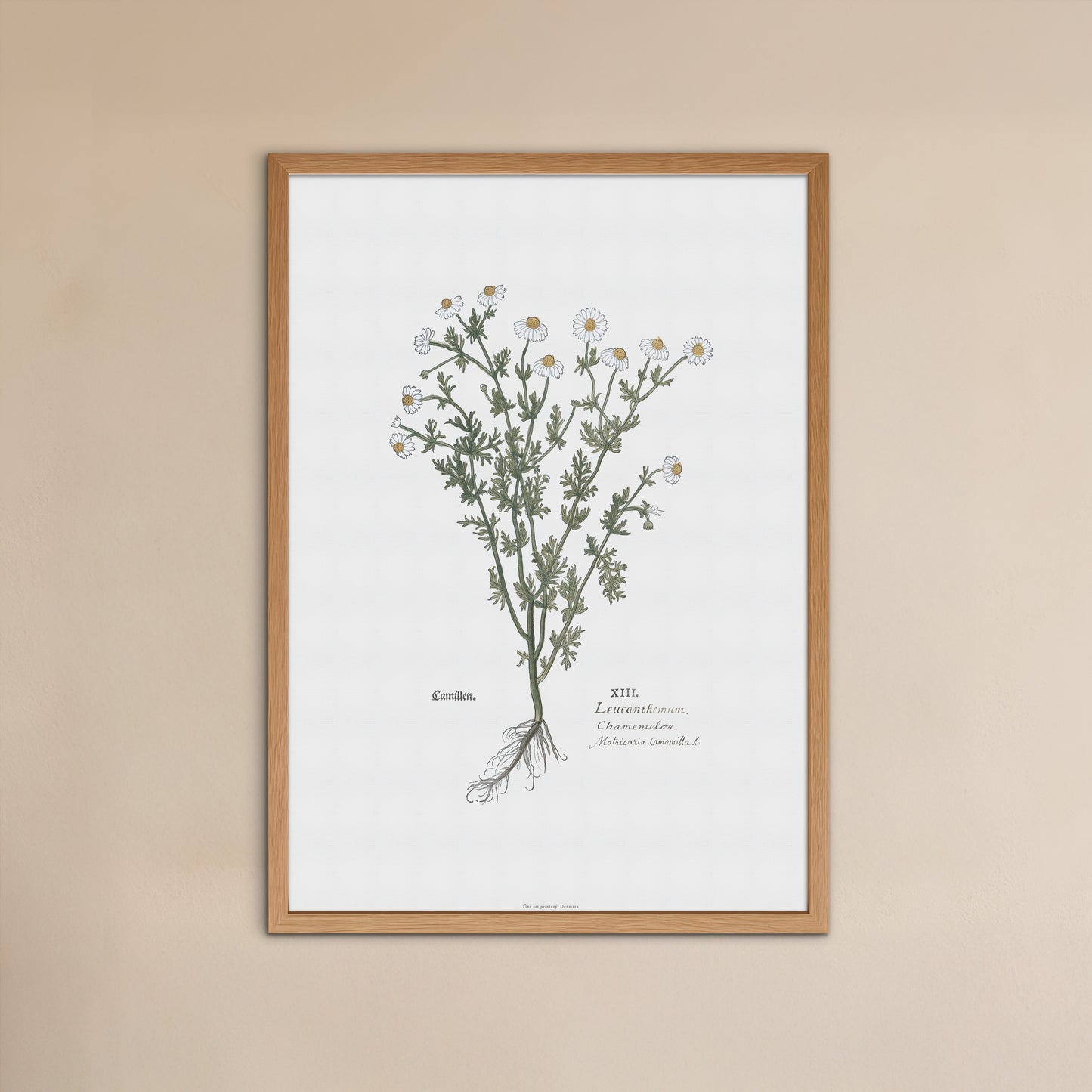 Botanisk Plakat - Kamille (Matricaria chamomilla) - Leonhart Fuchs (1543)