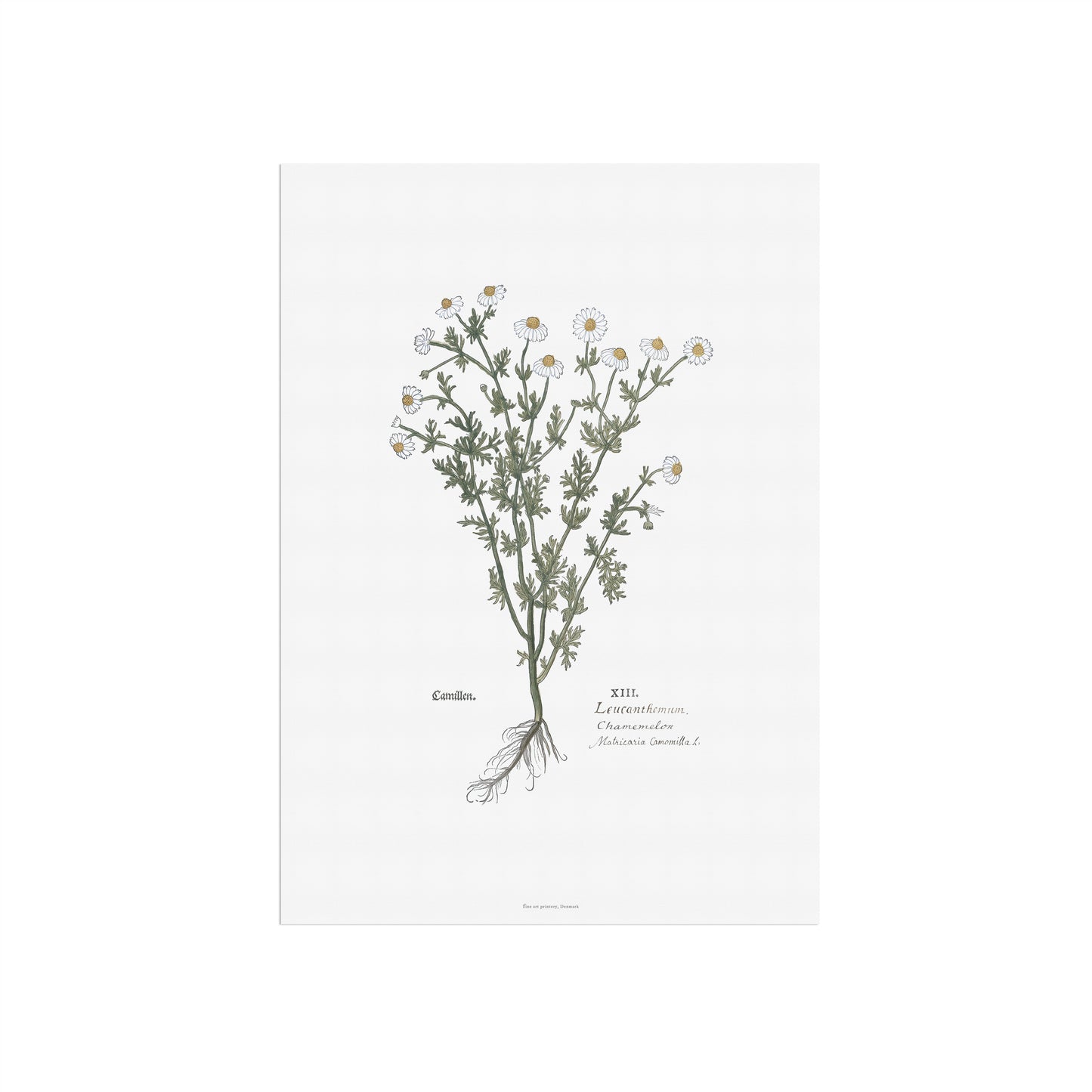 Botanisk Plakat - Kamille (Matricaria chamomilla) - Leonhart Fuchs (1543)