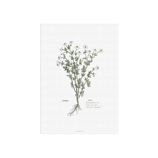 Botanisk Plakat - Kamille (Matricaria chamomilla) - Leonhart Fuchs (1543)