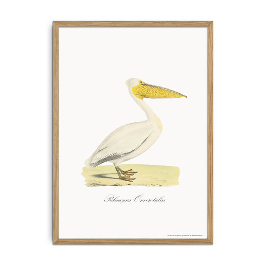 The Great White Pelican (Pelecanus onocrotalus), 1836