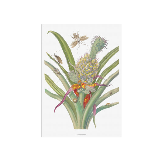 Vintage Ananas med insekter Plakat - Maria Sibylla Merian | Botanisk og Entomologisk Kunst