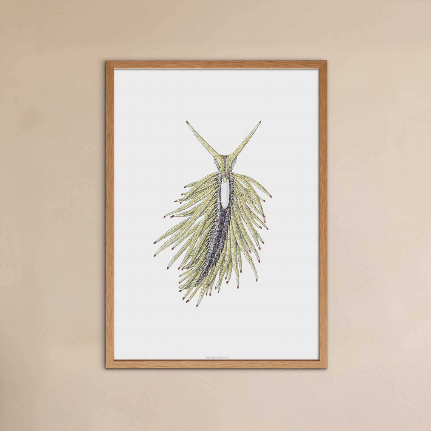 Zoologisk Plakat - Havsnegl (Placida tardyi) - Vintage Illustration fra 1877