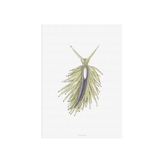 Zoologisk Plakat - Havsnegl (Placida tardyi) - Vintage Illustration fra 1877