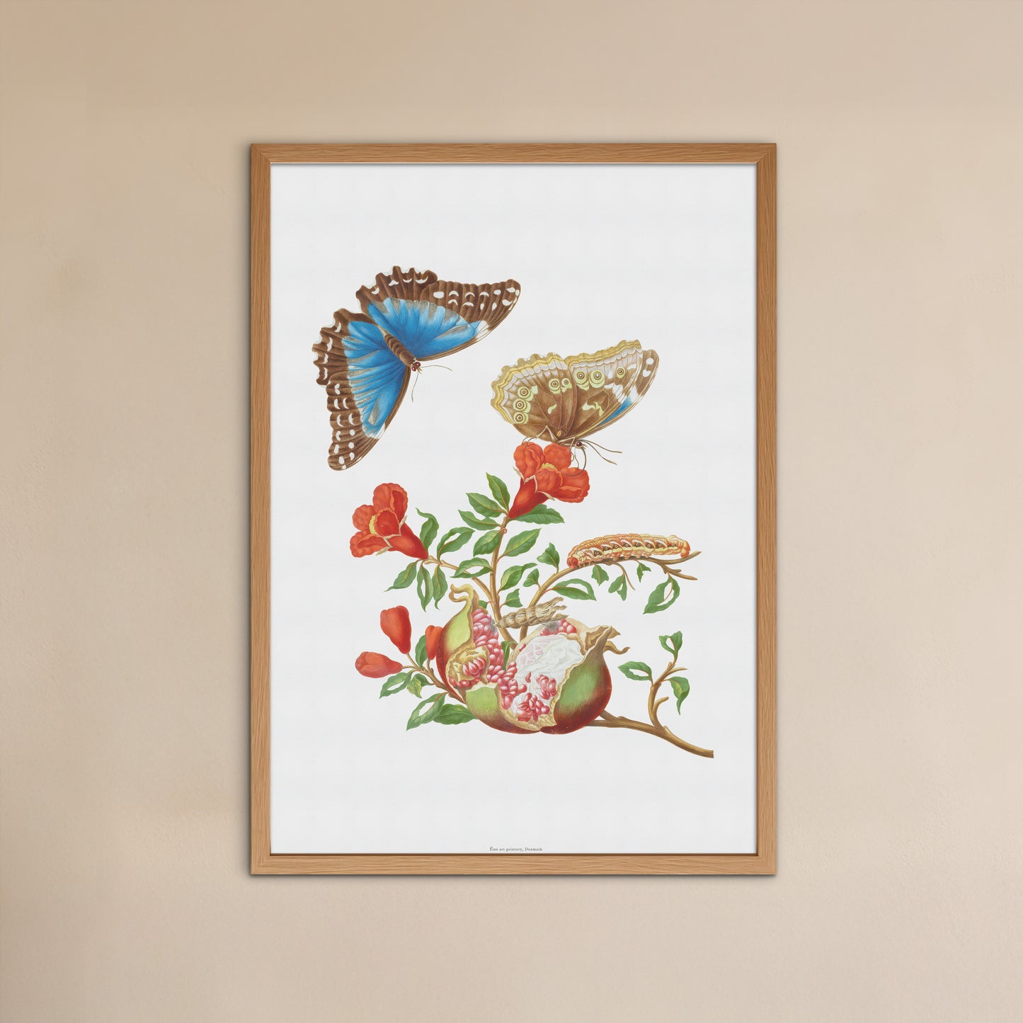 Vintage Granatæble og Sommerfugl Plakat - Maria Sibylla Merian | Botanisk Vægkunst