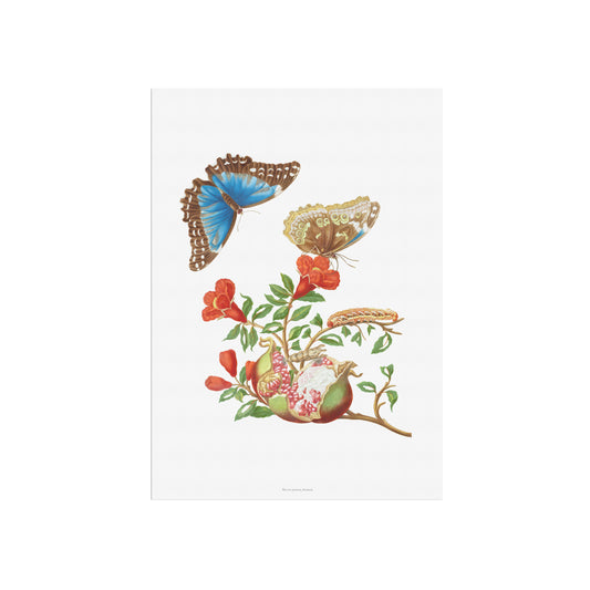 Vintage Granatæble og Sommerfugl Plakat - Maria Sibylla Merian | Botanisk Vægkunst