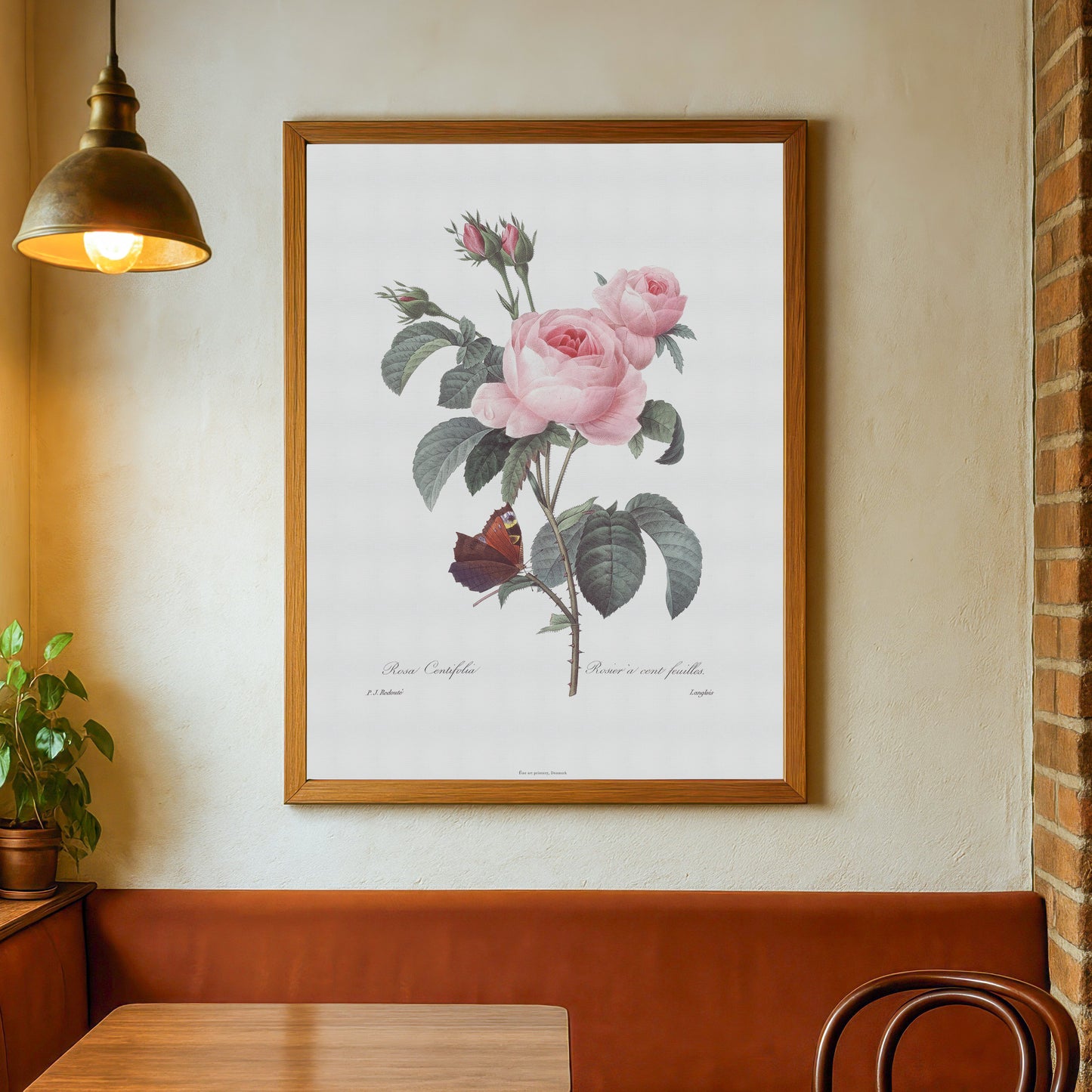 Vintage Rose Plakat - Centifolia Rose og Sommerfugl | Pierre-Joseph Redouté Botanisk Kunst