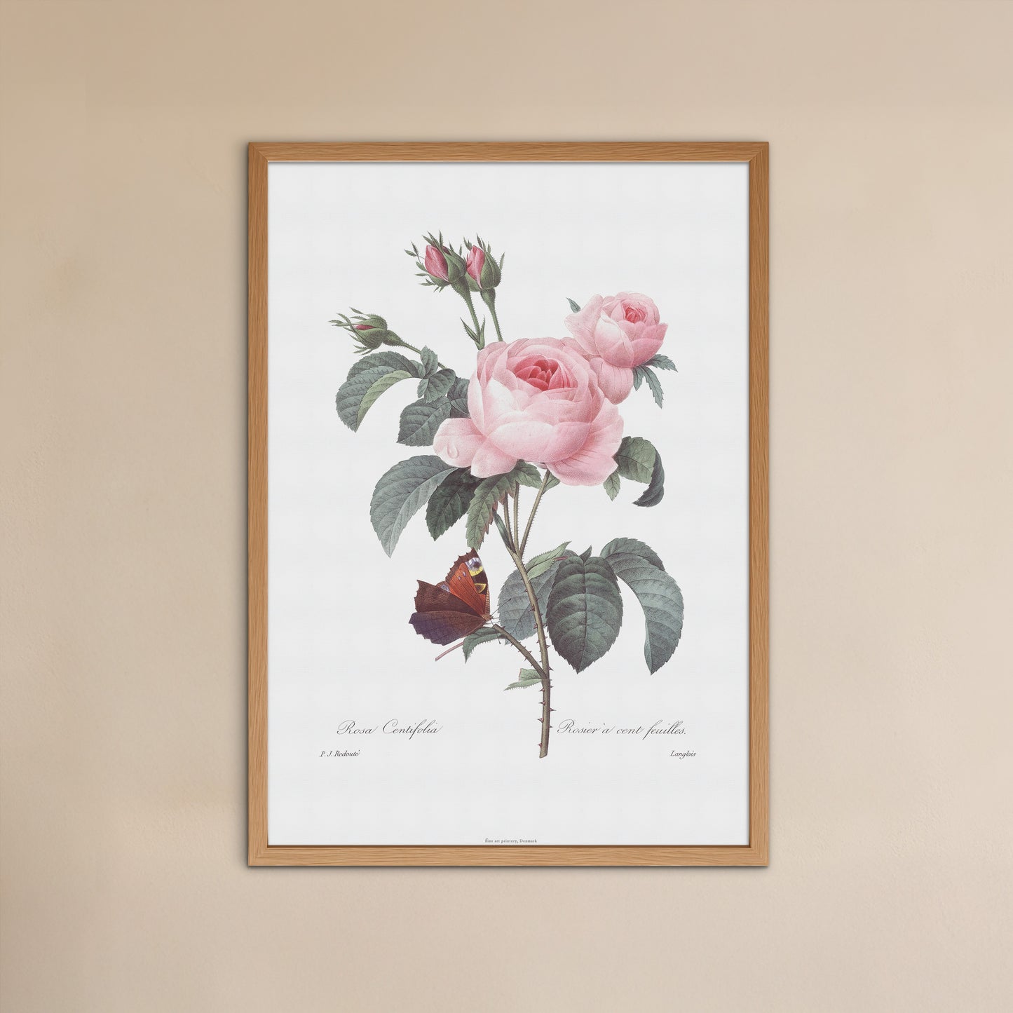 Vintage Rose Plakat - Centifolia Rose og Sommerfugl | Pierre-Joseph Redouté Botanisk Kunst