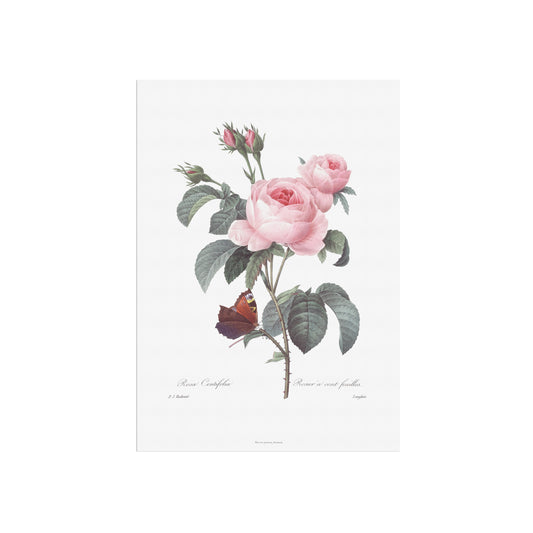 Vintage Rose Plakat - Centifolia Rose og Sommerfugl | Pierre-Joseph Redouté Botanisk Kunst