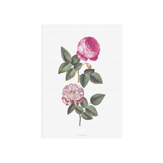 Vintage Rose Plakat - Centifolia og Rosa Mundi | Hans Simon Holtzbecker Botanisk Kunst