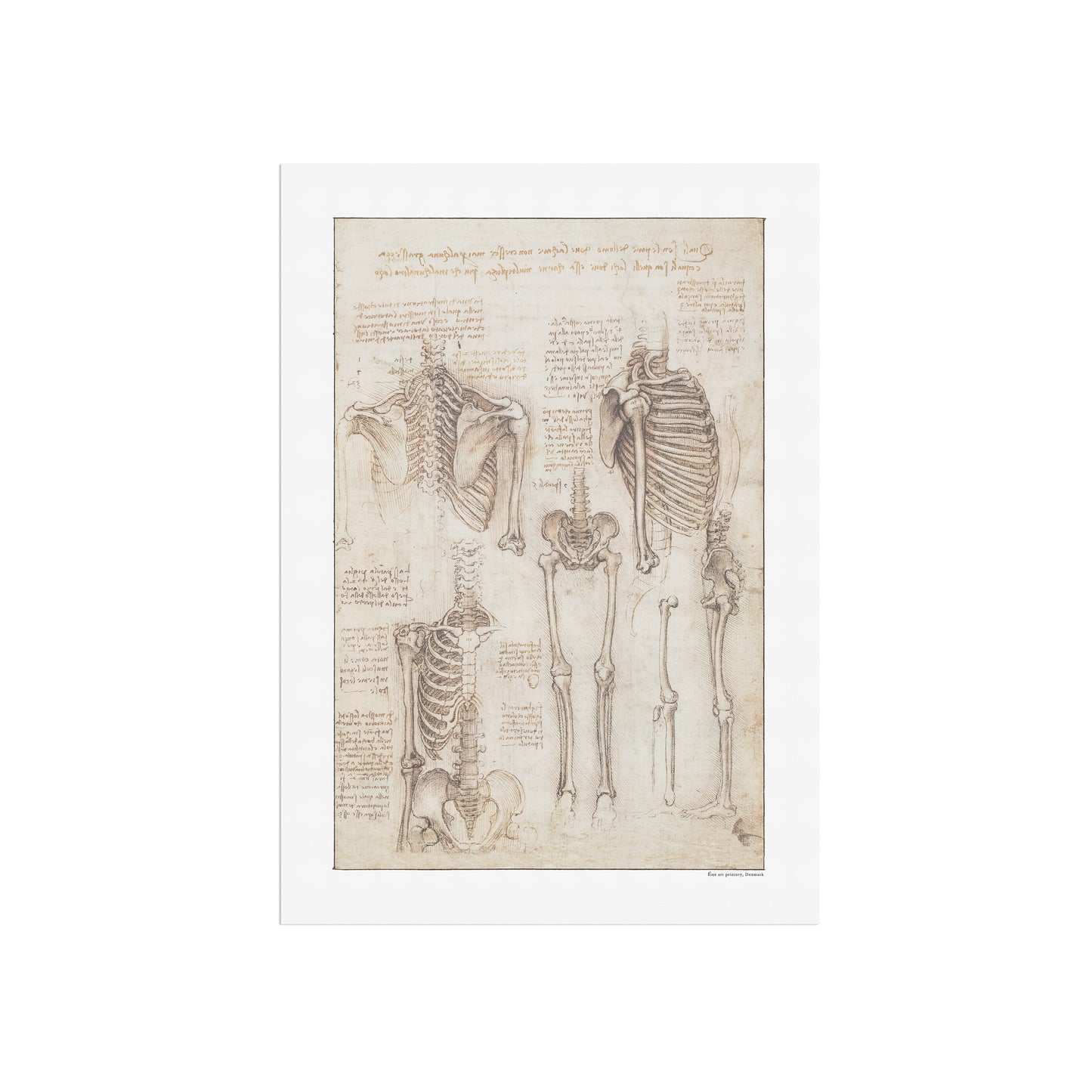 Leonardo da Vinci's Study of the Skeleton