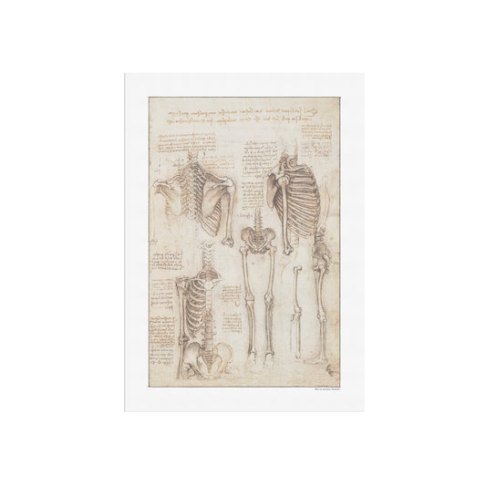 Leonardo da Vinci's Study of the Skeleton