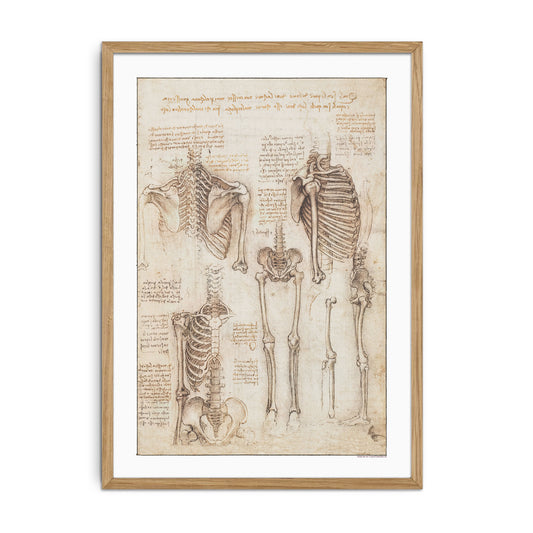 Leonardo da Vinci's Study of the Skeleton