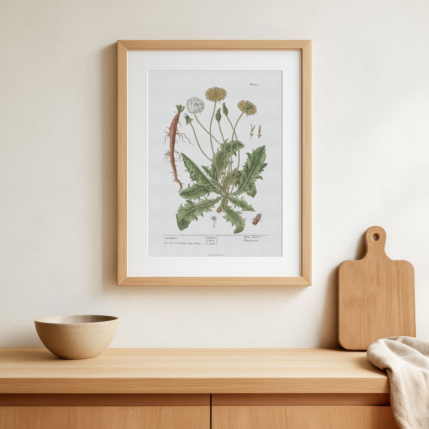 Mælkebøtte Botanisk Plakat, (Taraxacum officinale) - af Elizabeth Blackwell (1737)