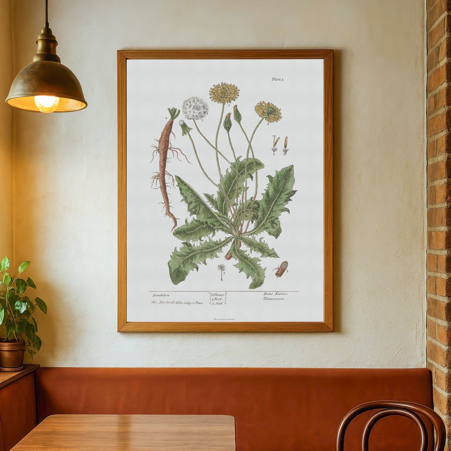 Mælkebøtte Botanisk Plakat, (Taraxacum officinale) - af Elizabeth Blackwell (1737)