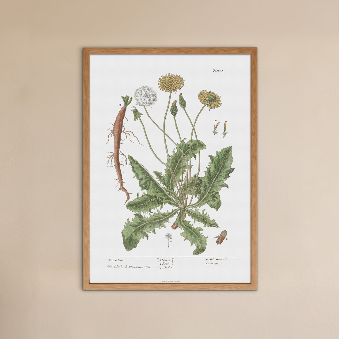 Mælkebøtte Botanisk Plakat, (Taraxacum officinale) - af Elizabeth Blackwell (1737)