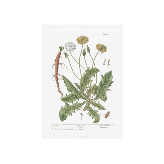 Mælkebøtte Botanisk Plakat, (Taraxacum officinale) - af Elizabeth Blackwell (1737)