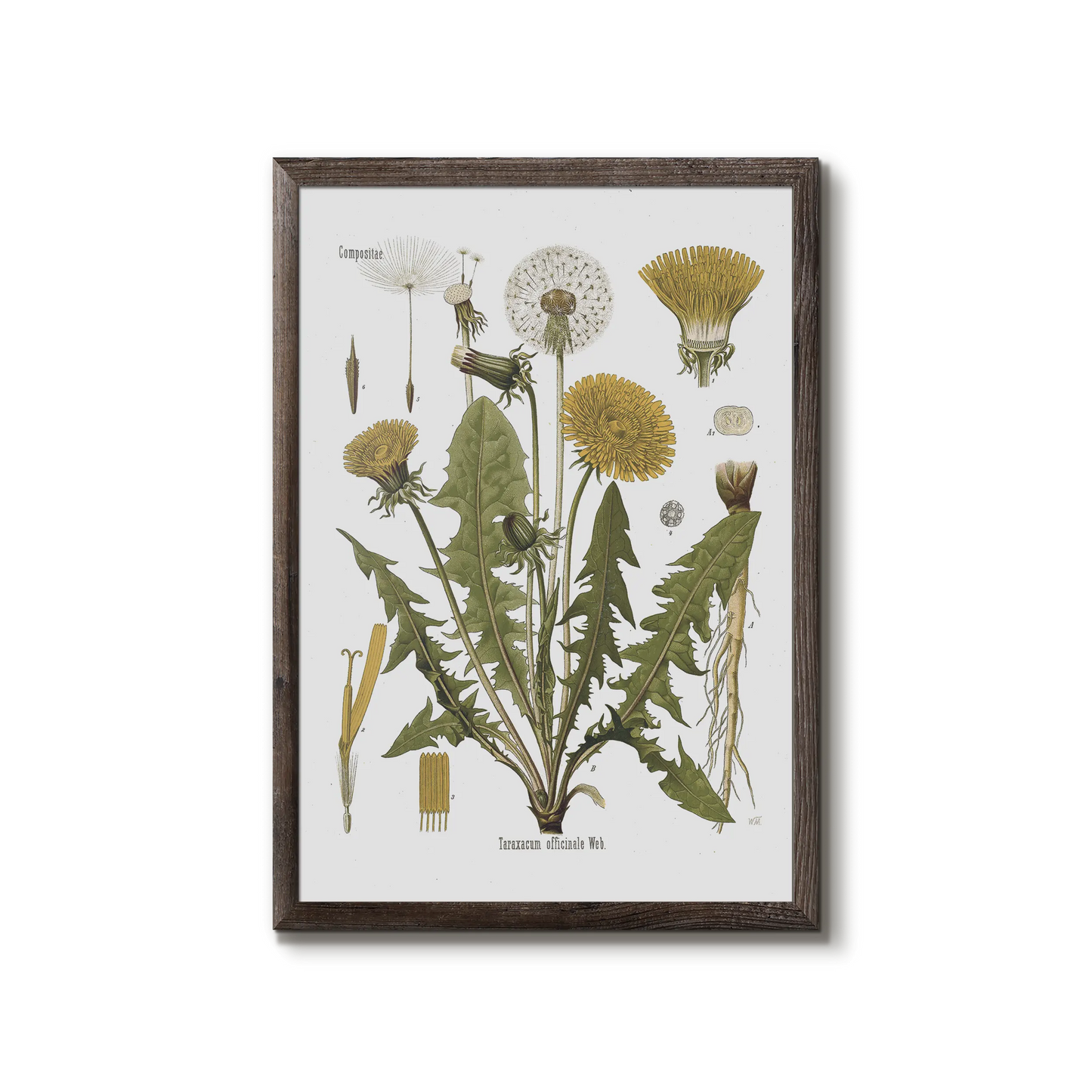 Mælkebøtte fra Köhler's Medizinal-Pflanzen / Taraxacum officinale