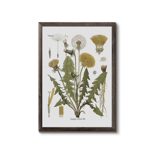 Dandelion from Köhler's Medizinal-Pflanzen / Taraxacum officinale