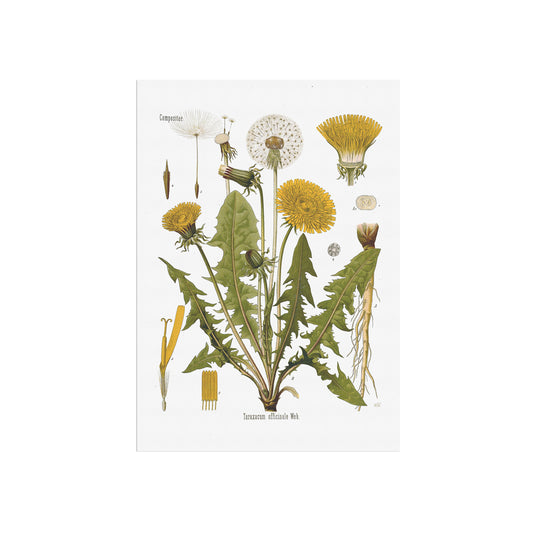 Dandelion from Köhler's Medizinal-Pflanzen / Taraxacum officinale