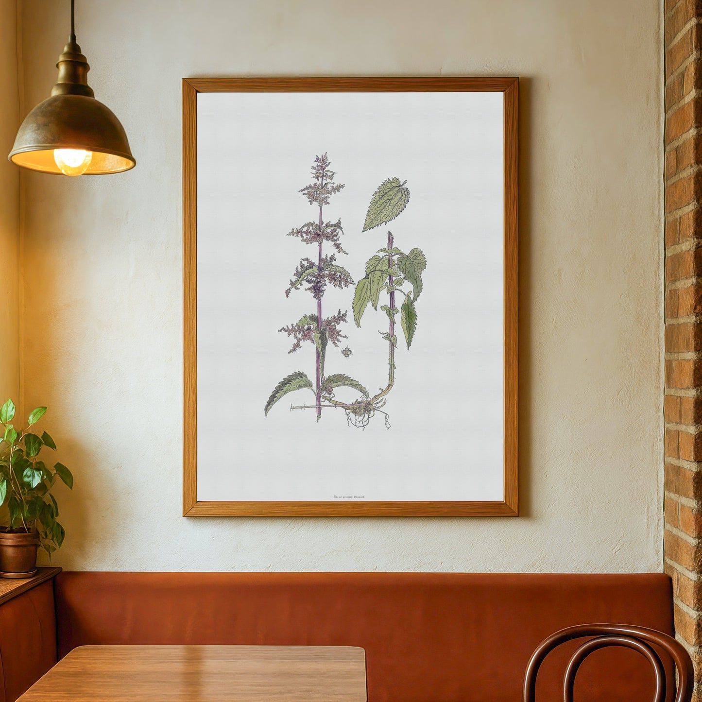 Botanisk Plakat - Brændenælde (Urtica dioica) - Historisk Illustration
