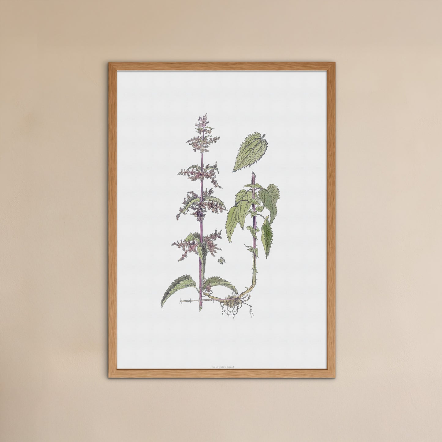 Botanisk Plakat - Brændenælde (Urtica dioica) - Historisk Illustration