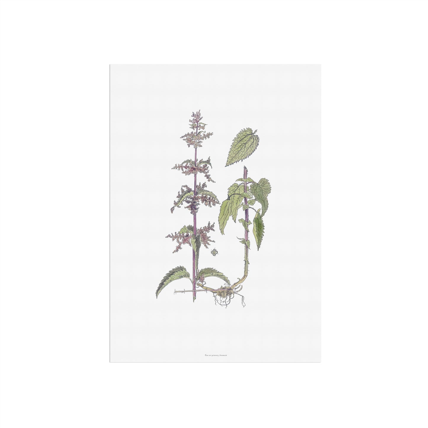 Botanisk Plakat - Brændenælde (Urtica dioica) - Historisk Illustration